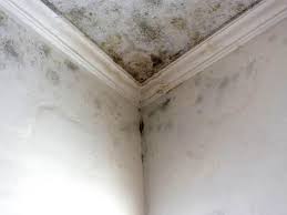 Why You Should Choose Our Mold Remediation Services in Flower Hill, NY